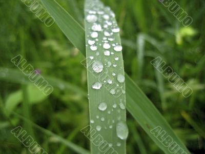 Dew on the leaves after rain