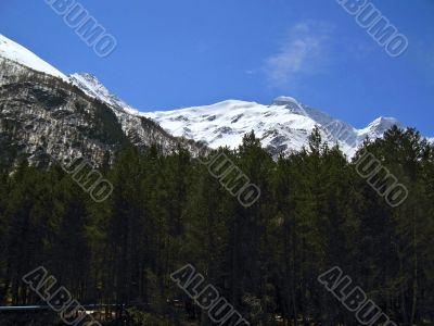 Forest under the mountains