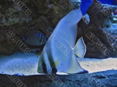 Tropical exotic fishes