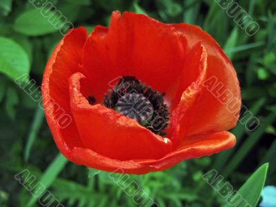 Red flower blossom in the garden Red flower blossom in the garden