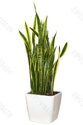 Sansevieriya houseplant in a large white pot