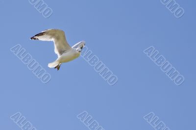 A white seagull flying up in the air