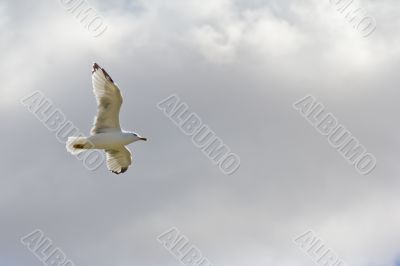 A white seagull flying up in the air