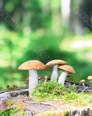 Orange Cap Boletus mushrooms 