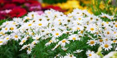 Green grass with daisy flowers