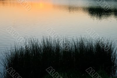 Silhouettes of coastal plants