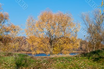 Autumn tree