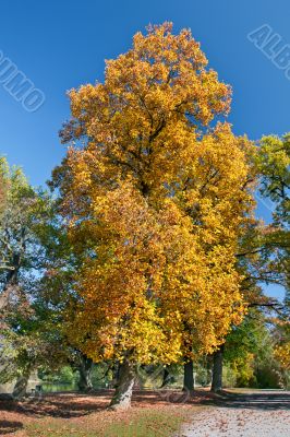 Autumn tree