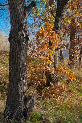 Autumn tree