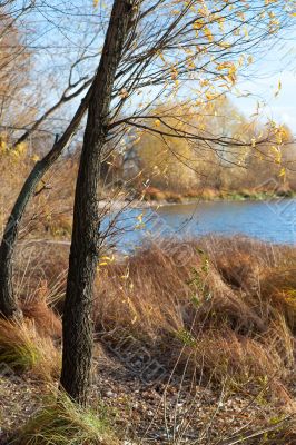 Autumn tree