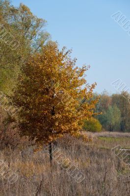 Orange tree