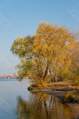 Tree at the river