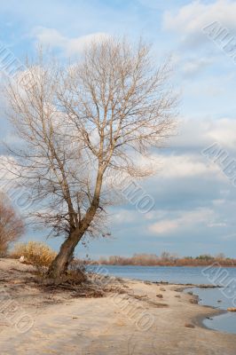 autumn tree