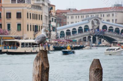 Bird at the Grand Canal