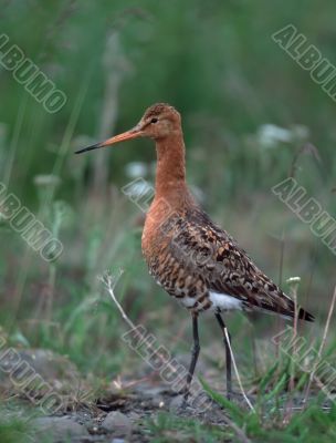 Black-tailed gotwit