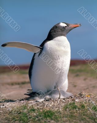 Gentoo penguin