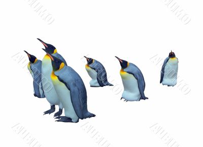 Isolated emperor penguins with clipping path
