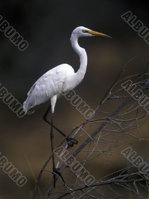 White egret