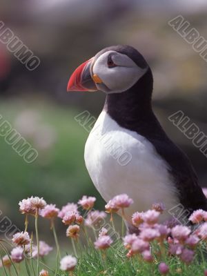 Puffin