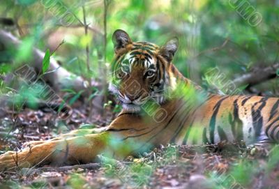 Bengal tiger (Panthera tigris)