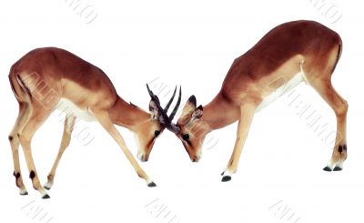 Two isolated fighting antelope 