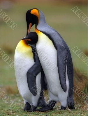 King penguins