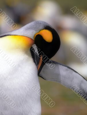 King penguin