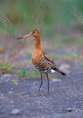 Black-tailed gotwit