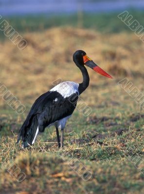 Saddlebilled Stork