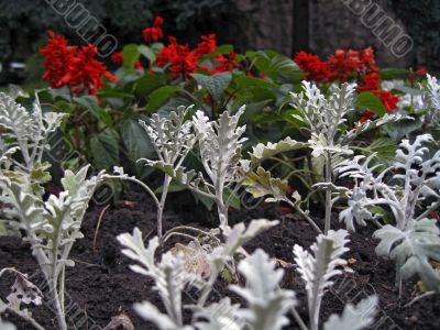 Cineraria and salvia blooming