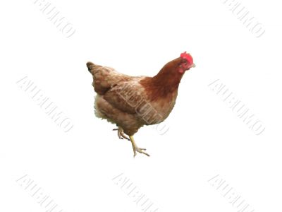 hen on white background