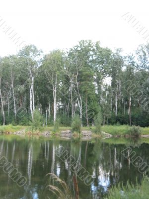 summer rural landscape with forest and river
