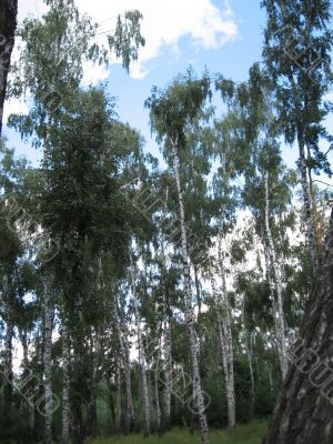 summer rural landscape with forest 