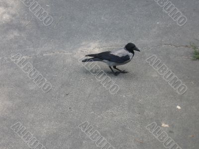 gray crow