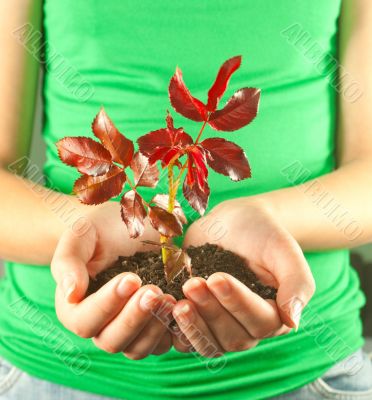 Woman holding seedling grown from soil in her hands