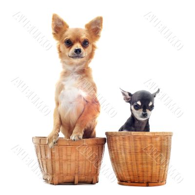 two chihuahuas two chihuahuas