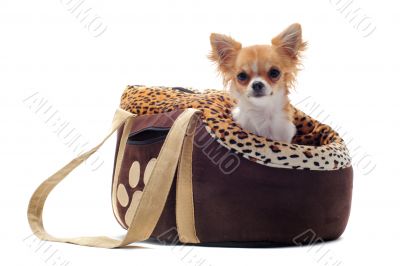 travel bag and chihuahua travel bag and chihuahua