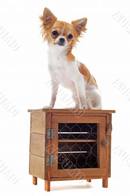 puppy chihuahua puppy chihuahua