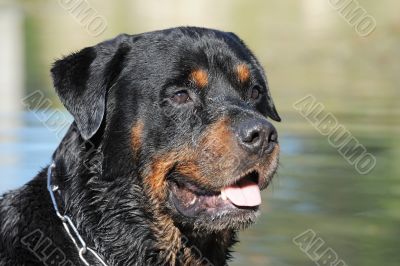 rottweiler rottweiler