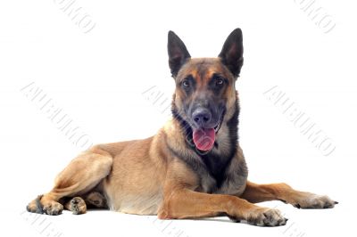 malinois malinois