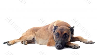 malinois malinois