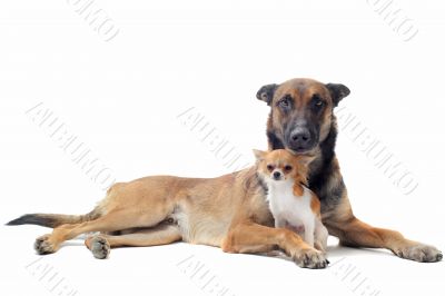 puppy chihuahua and malinois puppy chihuahua and malinois