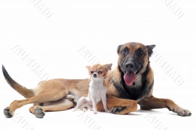 chihuahua and malinois chihuahua and malinois