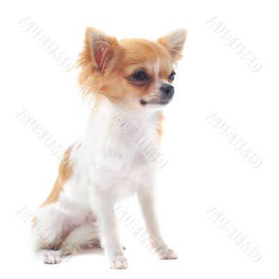 puppy chihuahua puppy chihuahua