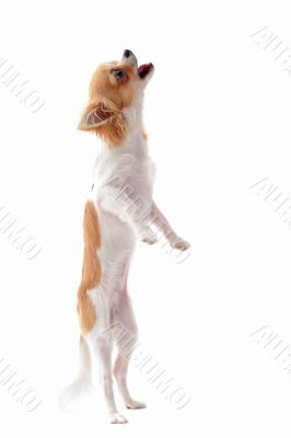 puppy chihuahua upright puppy chihuahua upright