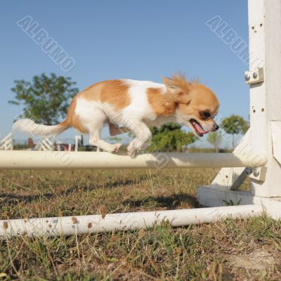 jumping chihuahua jumping chihuahua
