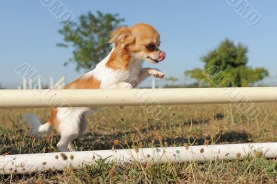 jumping chihuahua jumping chihuahua