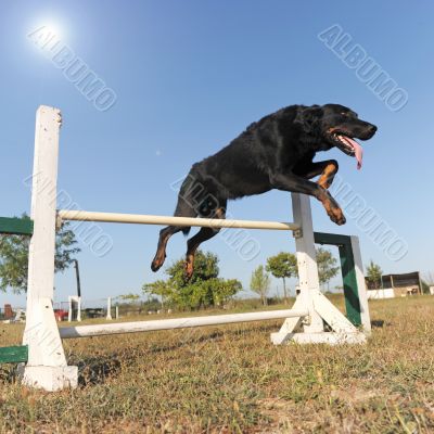 beauceron in agility beauceron in agility
