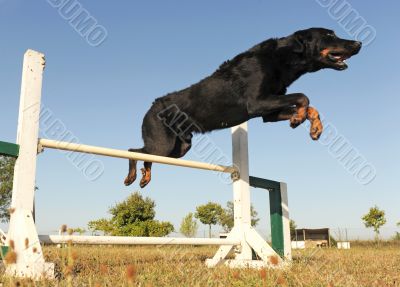 beauceron in agility beauceron in agility