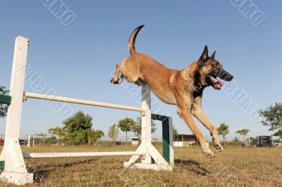 jumping malinois jumping malinois